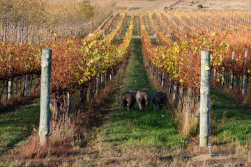 Grazing sheep in the vineyard - Apslawn, Tasmania, Australia