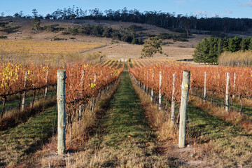 Autumn in the vineyard - Apslawn, Tasmania, Australia