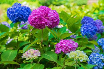 アジサイ