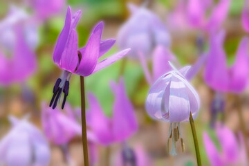 カタクリの花　雷山