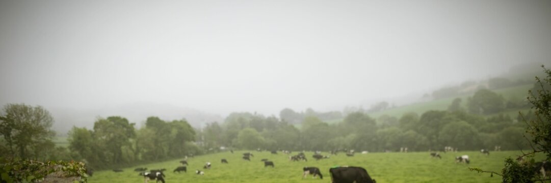 Fototapeta Herd of dairy cows grazing on misty pasture in flat design, hedge framing distant rolling hills