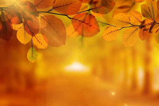 Fototapeta Flat design scene is showing tree branch holding autumn leaves glowing over sunlit forest path