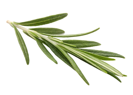 Fresh rosemary sprig isolated on black background