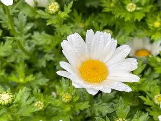 神田川4月：雨のノースポールの花 2025/4/3