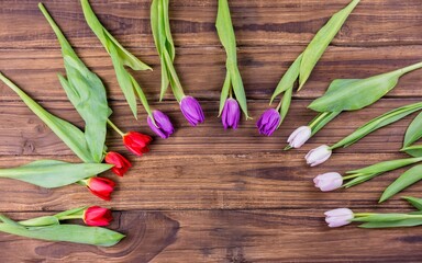 Obraz premium Flat design showing semicircle red purple white tulips green leaves fanning across wood tabletop