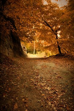 Fototapeta Forest trail is winding through autumn leaves in flat design, featuring dirt path, rock formation
