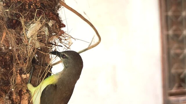 A female sunbird (spiderhunter) is seen in a close-up video busily weaving and building a pendulum-shaped hanging nest, set against a beautiful view of nature.