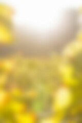 Naklejka premium Blurry of autumn trees on a sunny day