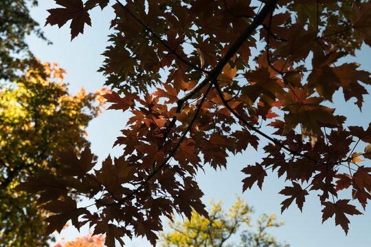 Fototapeta Branch of maple leaves in autumn