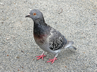 神田川4月：アスファルトの上の鳩 2025/4/3