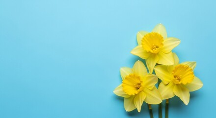 Fototapeta premium Vibrant Yellow Daffodils on a Light Blue Background Springtime Floral Photography