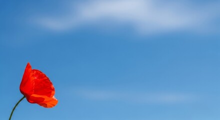Vibrant Red Poppy Flower Against a Clear Blue Sky A Stunning Nature Photograph