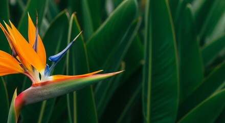Vibrant Bird of Paradise Flower Close-Up Exotic Tropical Bloom in Lush Green Foliage
