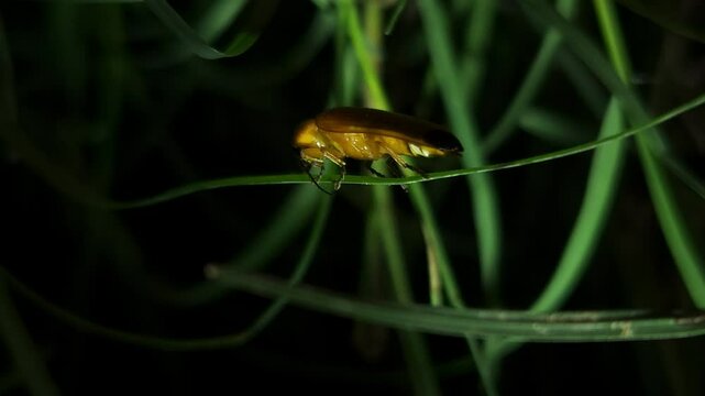 Firefliy, The Lampyridae are a family of elateroid beetles with more than 2,000 described species, many of which are light-emitting.