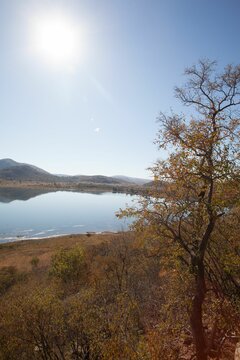 Fototapeta Flat design tree with golden leaves is standing by lake shore grasses edging water reflecting hills