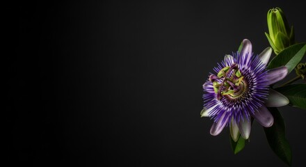Stunning Close-Up of a Passion Flower Against a Dark Background Vibrant Purple Petals and Intricate Details