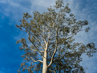 Australian Gum Tree with blue sky background