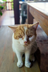 Cute little cat