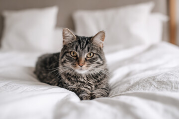 cat in bed