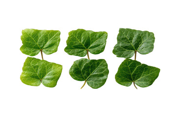 Ivy leaves close-up (3)