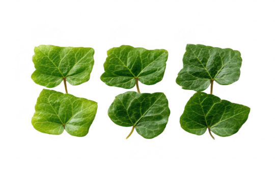 Ivy leaves close-up (3) - Powered by Adobe