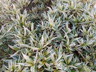 A dense cluster of green and white variegated leaves, with pointed tips and a bushy appearance,...