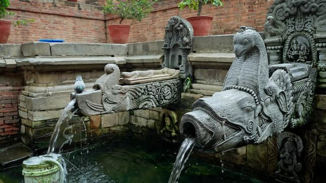 Pigeon Drinking water out of Dhunge dhara in Patan Durbar Square