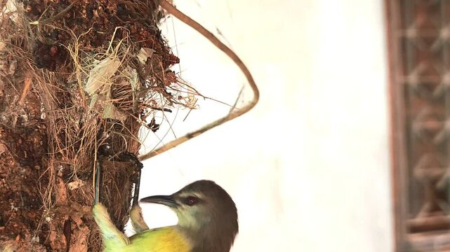 A female sunbird (spiderhunter) is seen in a close-up video busily weaving and building a pendulum-shaped hanging nest, set against a beautiful view of nature.