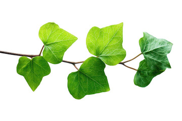 Fototapeta premium Ivy leaves branch close-up (2)