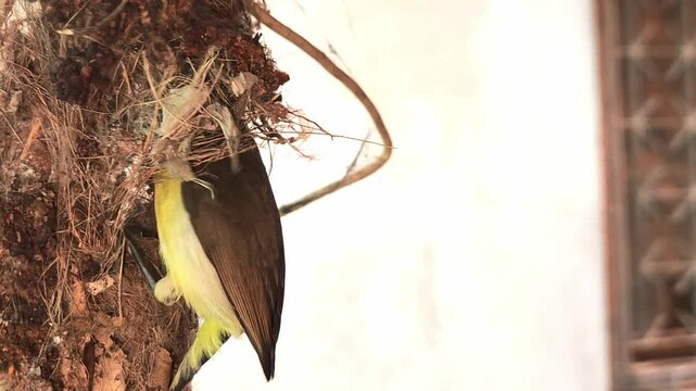 A female sunbird (spiderhunter) is seen in a close-up video busily weaving and building a pendulum-shaped hanging nest, set against a beautiful view of nature.