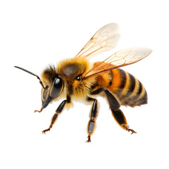 honey bee walking isolated on transparent background