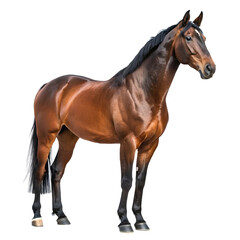 Obraz premium A powerful bay horse isolated on transparent background