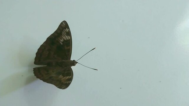 4K shot video a black brown butterfly on white background