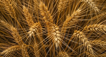 Obraz premium ears wheat from above, golden ripe field of wheat. Background and tectures. Summer harvest