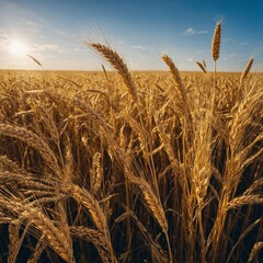 Describe a golden wheat field swaying gently in the late afternoon breeze under an endless blue sky