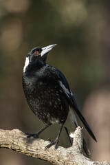 Australian magpie found perched in a tree at Simpson Falls in Brisbane, Queensland.