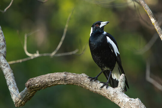 Australian magpie found perched in a tree at Simpson Falls in Brisbane, Queensland.