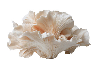 Delicate oyster mushrooms isolated on black background, On Transparent Background, Png Image
