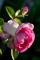 Delicate red rose blooming in soft sunlight (close-up)