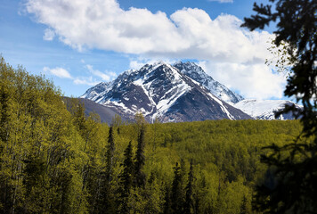 Mountain behind green trees in Chugach State Park