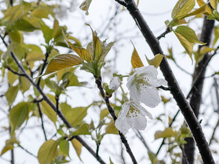神田川4月：雨の山桜の花 2025/4/1