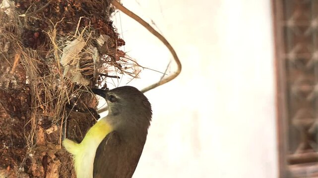 A female sunbird (spiderhunter) is seen in a close-up video busily weaving and building a pendulum-shaped hanging nest, set against a beautiful view of nature.