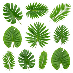 set of green leaves
