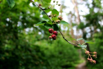 RemasterDirector_1a5c03258