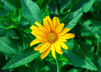A yellow perennial flower with green leaves.