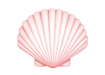 Fototapeta premium Delicate hand-drawn shell in watercolor, soft coral and ivory palette, isolated on transparent background.