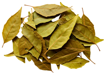 Dried bay leaves pile close up transparent  background