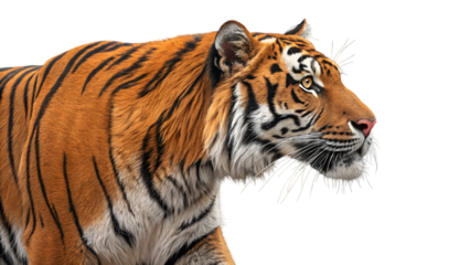 Tiger wildlife animal bengal tiger big cat feline predator nature carnivore zoo mammal portrait wildlife tiger isolated on transparent background