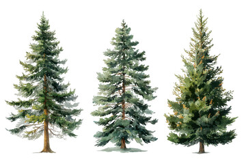 Forest Trees Illustration (1)