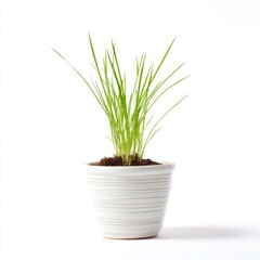 Fototapeta premium Fresh Green Chives in White Pot Against White Background